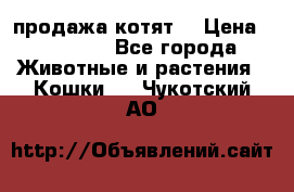 продажа котят  › Цена ­ 15 000 - Все города Животные и растения » Кошки   . Чукотский АО